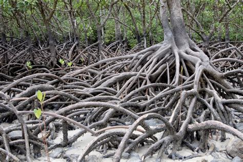 What Makes Mangroves Unique White Green Blue Wgb Sustainable You