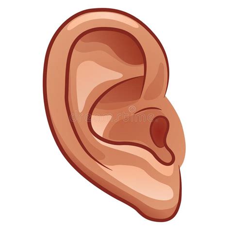 Vector Ear On White Background Stock Vector Illustration Of Isolated