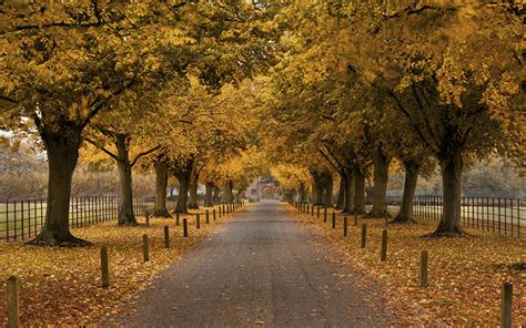 Desktop Wallpapers Allee Autumn Nature Roads Trees
