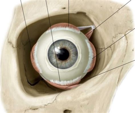 Extraocular Eye Muscles Diagram Quizlet