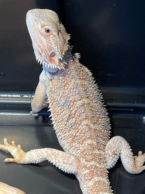 Tyrian A Hypo With Bluepurple Bars Central Bearded Dragon By Gecko