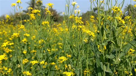 Mustard Plant And Flower In India Sarsoka Full Youtube