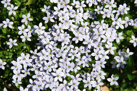 Tiny White Flowers Free Photo Download Freeimages