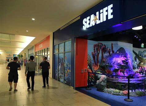 First Look Sea Life San Antonio Aquarium Opens Tuesday At The Shops At