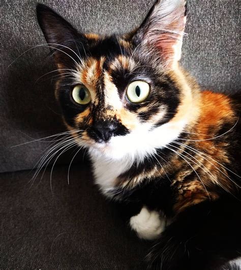 8 fascinating facts about tortoiseshell cats