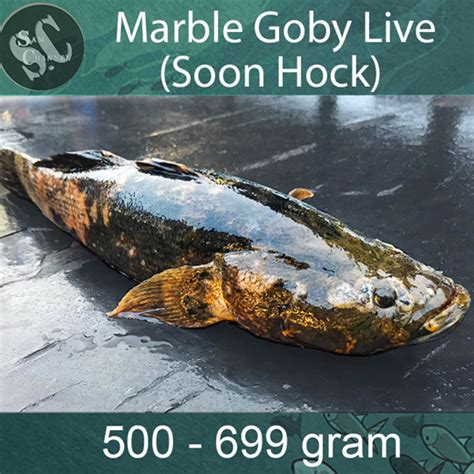 Qoo10 Live Marble Goby Soon Hock Fish 500 699 Gm 700 999gm Choices