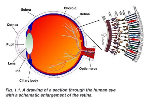 Easy Diagram Of Human Eye With Labelling A Draw A Simple Diagram Of