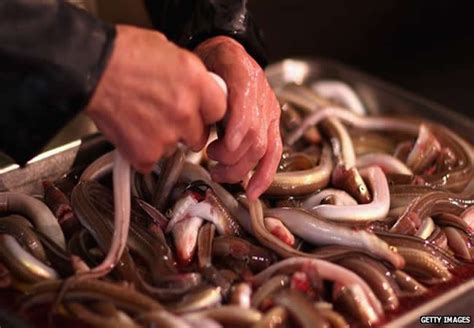 Japanese Eels Now Classified Endangered
