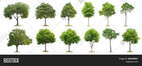 Collection Trees Image And Photo Free Trial Bigstock