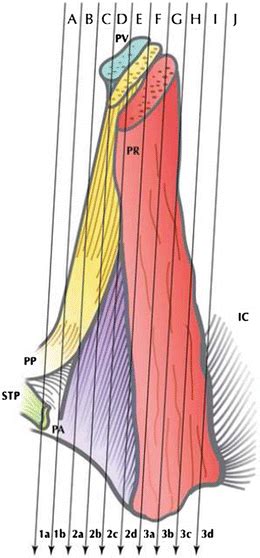 Pelvic Floor Anatomy Radiology Key