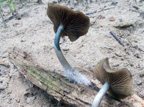 Psilocybin Spring Find Mushroom Hunting And Identification