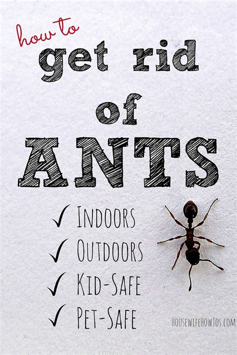 How To Get Rid Of Ants And Keep Them Away For Good