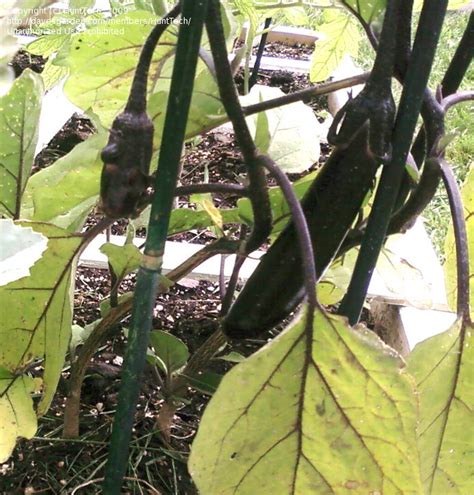 Can serve hot or room temperature as a vegetable side or an appetizer. PlantFiles Pictures: Eggplant 'Ichiban' (Solanum melongena ...
