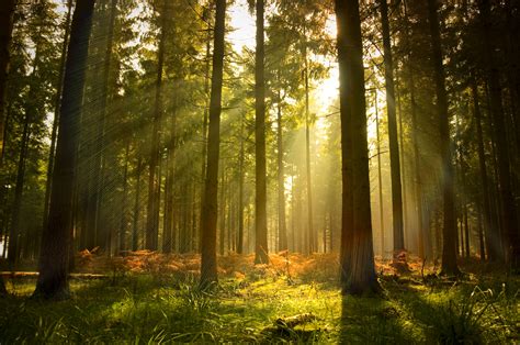 Forest Sun Wallpapers Great Forest Sun Picture 17866