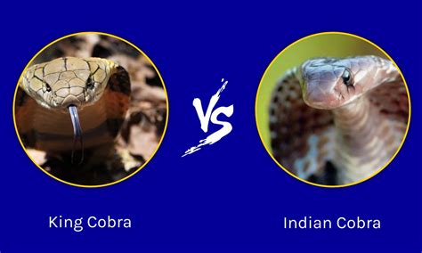 King Cobra Vs Indian Cobra What Are The Differences A Z Animals