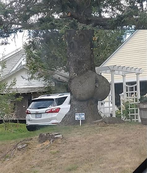Tree In Maine Has A Big Booty That Will Make You Do A Double Take