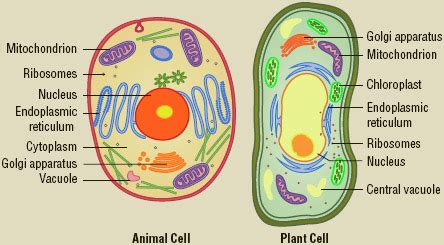 Differences between animal and plant cells. Plant and Animal Cells - 7th Grade Science: Plant and ...