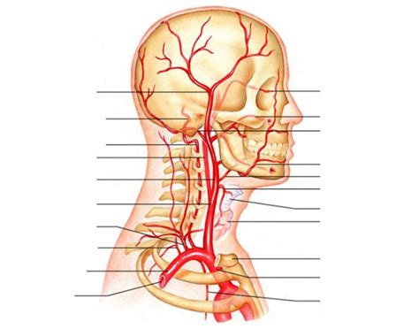 The carotid artery pulse can be felt by pushing lateral to the upper border of the thyroid cartilage just under the anterior edge of the sternomastoid muscle. Circulation - Head and Neck Arteries