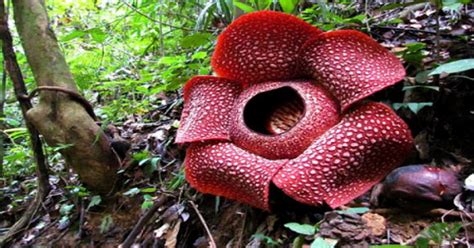 Suku bunga deposito bank di indonesia (ilustrasi). Wow! Spesies Baru Bunga Rafflesia Ditemukan di Indonesia : Okezone techno