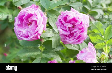 Close Up Rose Flower Stock Videos Footage HD And 4K Video Clips Alamy