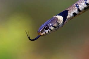 They are notable for the way that they catch their prey. What animals eat snakes