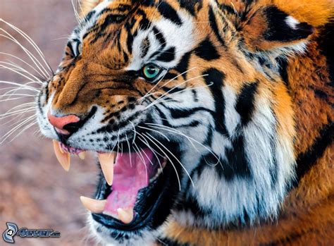 Encontrá las mejores noticias de tigre y mantenete informado en olé. Tigre