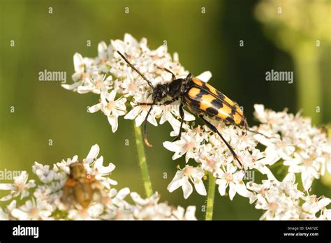 Four Banded Longhorn Beetle Stock Photo Alamy