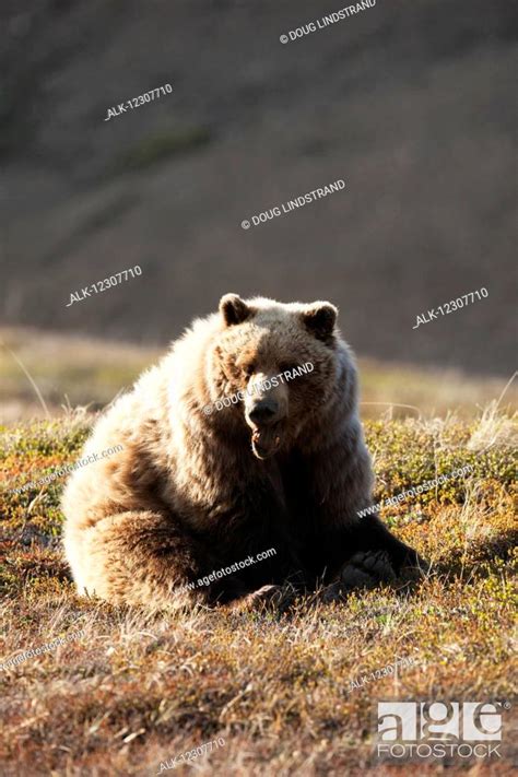 Grizzly Bear Yawning And Resting Near Park Road Denali National Park