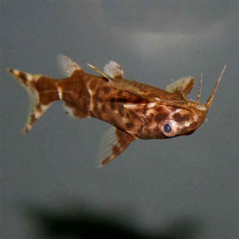 As well as using up the carbon dioxide (co2) and ammonia (nh4) produced by your fish, they also use the nutrients needed for algae to grow. Upside-down Catfish - Synodontis nigriventris - Small
