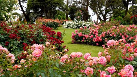 30 Beautiful Rose Garden Ideas For Your Backyard