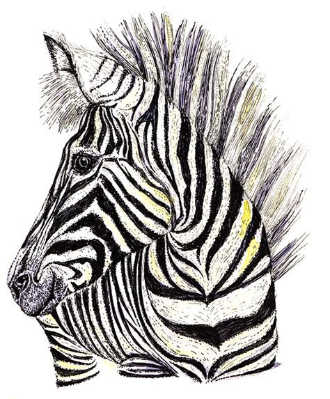 Drawing Of The Week Zebra Ellas Place