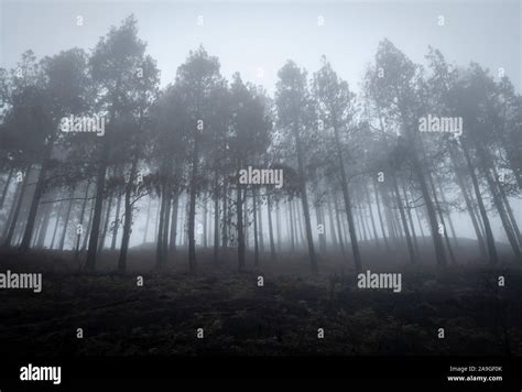 Mist Shrouded Mountain Pine Forest Stock Photo Alamy