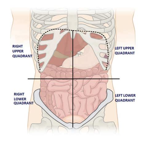 The human abdomen is apportioned into quadrants to examine, diagnose, and treat. Liver Pain - Where is the liver location (Anatomy), Function, Enlarged