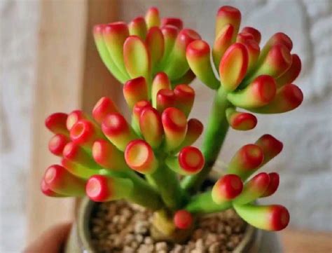 crassula ovata gollum jade succulent ogre ears shrek plant ets fingers bonsai tree shape