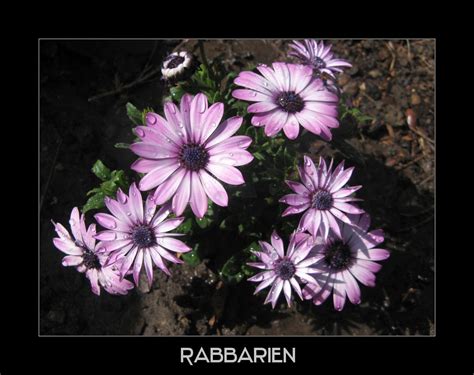 Mit ihrem kleinen wuchs zählte sie zu den zwergsträuchern. lila Bornholm Margeriten