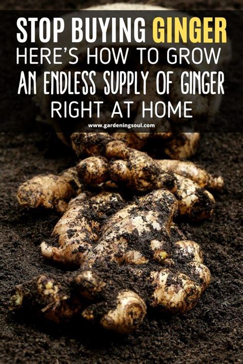 Stop Buying Ginger Heres How To Grow An Endless Supply Of Ginger Right At Home Growing