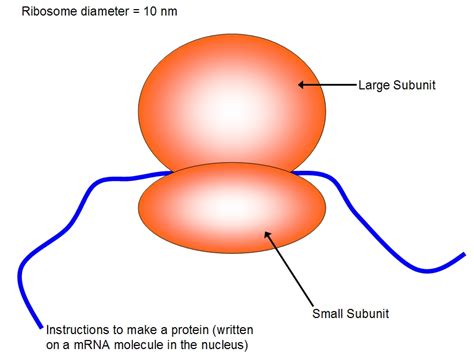 Ribosomes Diagram Labeled