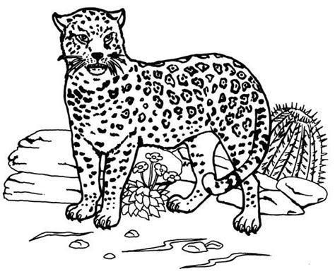 Jaguar Animales Dibujos Para Colorear E Imprimir Gratis