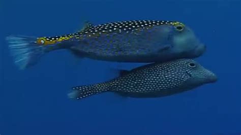 Underwater Mating Battle Of The Sexes In The Animal World Bbc Earth