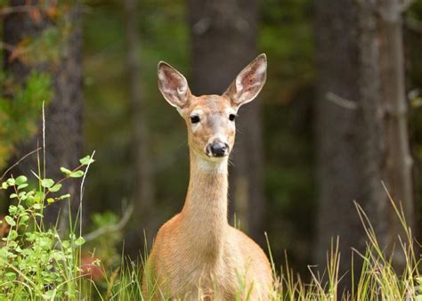 Do You Know Your State Mammal Stacker