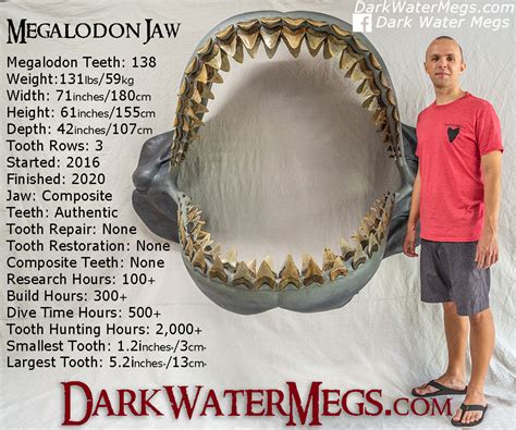 Megalodon Jaw Fossil Megalodon Shark Jaw For Sale