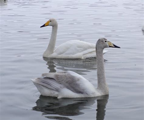 Beautiful Swans Stock Image Image Of Scenery Reflection 100499961