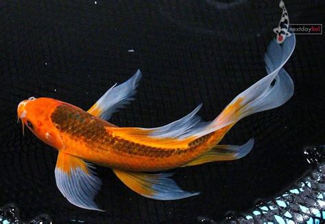 I Am Looking For A Pretty Picture Of A Butterfly Longfin Koi