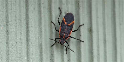 What Are The Red And Black Bugs On My House Readers Digest