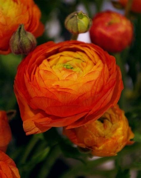 Ranunculus Aviv Orange Bulb Peter Nyssen Buy Flower Bulbs And