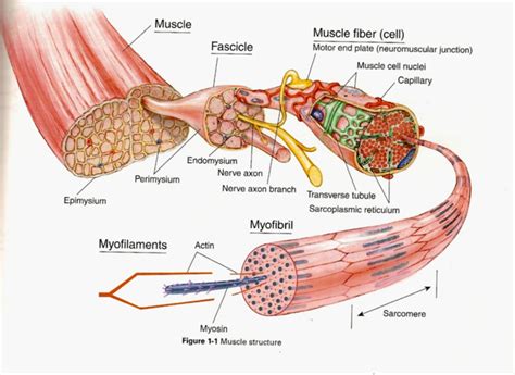 Skeletal Muscle Diagram 101 Diagrams