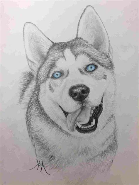 Black Pencil Drawing Of A Husky With Blue Eyes Cool Easy Drawings White