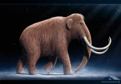 Mammuthus Woolly Mammoth Dinosaurs Pictures And Facts