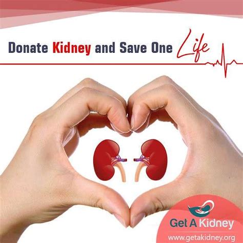 How To Donate A Kidney