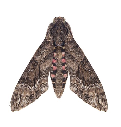 A List Of Various Types Of Moths With Stunning Pictures Animal Sake